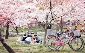 Kinh nghiệm du lịch Xứ sở Phù Tang, Nhật Bản, Lễ hội hoa anh đào, Ngắm hoa anh đào, Du Lịch Xanh