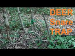how to make a snare trap for deer you