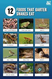 what do garter snakes eat 12 foods in