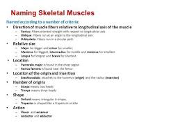 Labs Muscles Bone Practical Wed 8am 40 50 Stations About