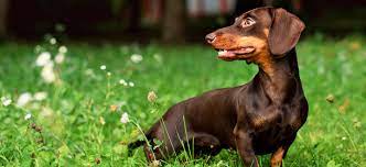 miniature dachshund puppies and dogs in