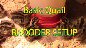 brooder set up for coturnix quail