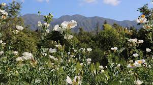 Socal Museums Descanso Gardens