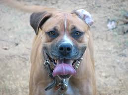 Combination of breed features described for boxer mix. The Pitbull Boxer Mix Bullboxer Breed Guide Animal Corner