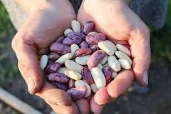 What are the tastiest beans to eat?