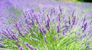 We did not find results for: Lavender Benefits For Skin Beautify With A Healing Botanical