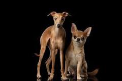 what-is-an-italian-greyhound-chihuahua