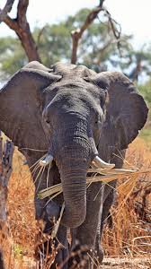 Wallpaper Elephant, Safari, Africa ...
