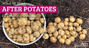 what to plant after potatoes 10