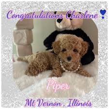 piper tiny toy poodle family teddy