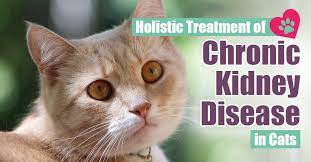 chronic kidney disease in cats