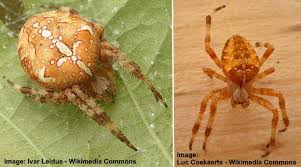 types of spiders in california with