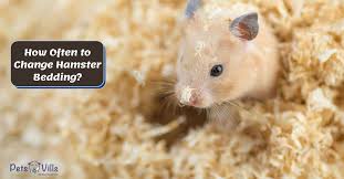 How Often To Change Hamster Bedding