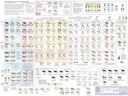 Feline Wall Chart That Covers Types Features