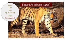 Tiger Panthera Tigris Classification Wild Cat Family