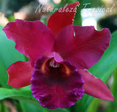 The 7.5 inch flowers vary in color and as many as 5 may grow on a raceme. Comprar Orquideas Hibridas Ventajas Y Desventajas