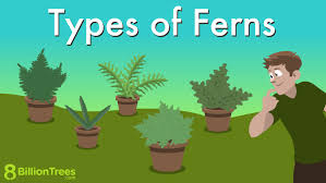 30 types of ferns to grow indoor and