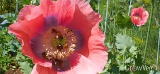 Growing poppies specifically for the spice is a wonderful way to add to both your spice collection and beautify your homestead garden! Growing Poppies For Seeds And Bees
