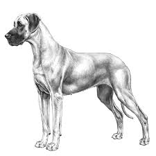 Great Danes Dog Breed Info Photos