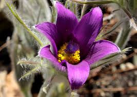 Anemone halleri - Wikipedia