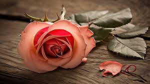 love rose picture