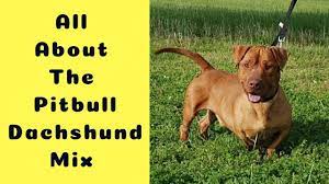 May 13 what's the price of doxie pit puppies? All About The Pitbull Dachshund Mix The Dox Bull Youtube