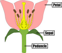 structure of a flower mr ruel tuition