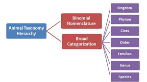 Animal Taxonomy Hierarchy Chart Animal Taxonomy Tree