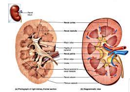 Eliyas Pharma - A frontal section through a kidney reveals three distinct  regions: . cortex, medulla, and pelvis . The most superficial region, the  renal cortex, is light-colored and has a granular