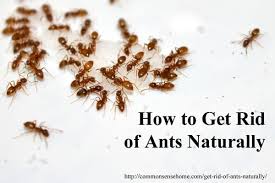 how to get rid of ants naturally