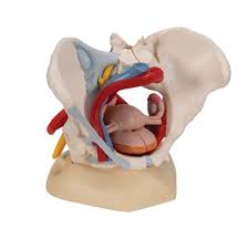 Human Female Pelvis Skeleton Model With Ligaments Vessels Nerves Pelvic Floor Muscles Organs 6 Part 3b Smart Anatomy
