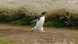 ダーウィンが来た！ on X: 【19日夜7時30分～ 走る #ペンギン】 荒野を激走するペンギン界最速ランナー、#ジェンツーペンギン 。草をかき分け、岩を乗り越え、走る！走る！ ヒナも俊足を目指し「走り」の猛特訓に挑む！ でも一体何のために走るの？ 予告→t.co  ...
