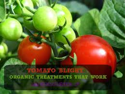 tomato blight organic treatment for