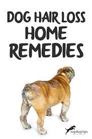 dog hair loss home remes top dog tips