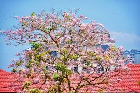 Gambar pemandangan bunga sakura terindah terlihat keren download now. 4 Negeri Di Malaysia Alami Musim Bunga Sakura Seperti Di Jepun Rileklah Com