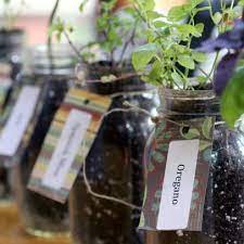 Grow Herbs Indoors Using Mason Jars