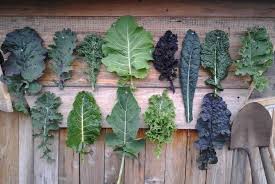 Ultimate Guide To The Different Kale Types And How To Use