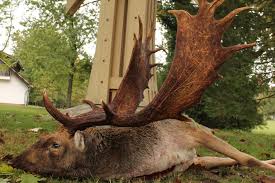 package deal on fallow deer 2 50 2 99 kg