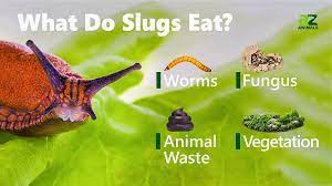 what do slugs eat a z s