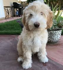 neuter or spay your labradoodle puppy