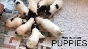 Because puppies grow at such fast rates, they need to start eating a complete and balanced puppy food as soon as they're weaned, usually between explore products related to puppy food. How To Start To Wean Puppies 4 Week Old Puppies Have Their First Semi Solid Meal Youtube