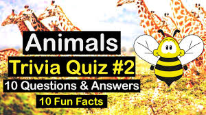 Only true fans will be able to answer all 50 halloween trivia questions correctly. Animals Quiz Video Exciting Animal Kingdom Trivia Quiz Beez