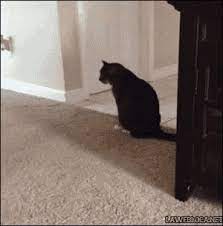 itchy gif itchy carpet cat