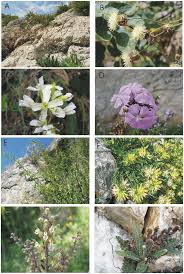 Some outstanding species of Taormina Region: (A) Limonium ...