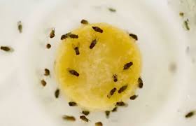 Fruit Flies In Bathroom Why And How To