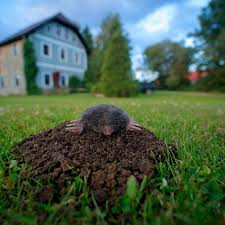 moles vs voles how to get rid of