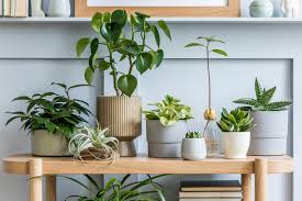 6 Tips To Keep Your Indoor Plants Happy