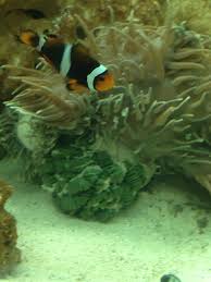 anemone dead or dying rfish