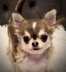 lucky star chihuahuas home