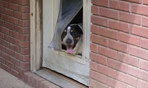 6 easy steps to install a doggie door